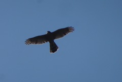 Accipiter cooperii