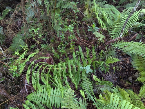Pseudophegopteris keraudreniana observed 2026-02-23