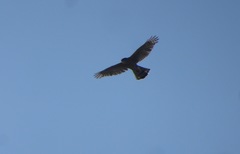 Accipiter cooperii