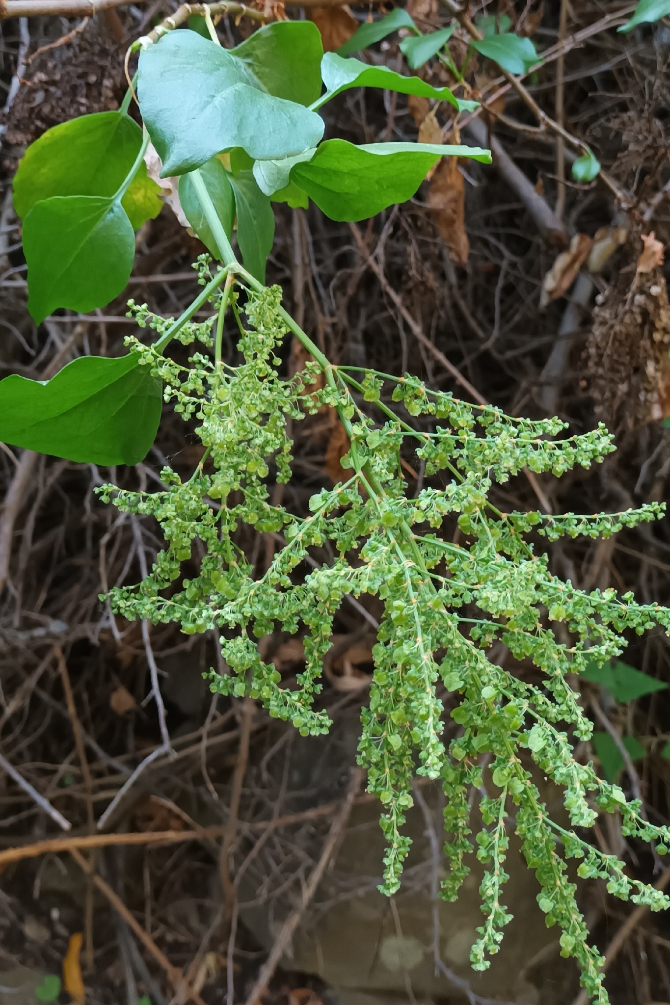 Rumex lunaria