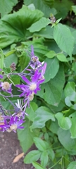 Pericallis echinata, photograph author not stated, no rights reserved