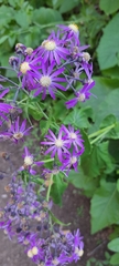 Pericallis echinata, photograph author not stated, no rights reserved