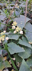 Bryonia verrucosa, photograph author not stated, no rights reserved