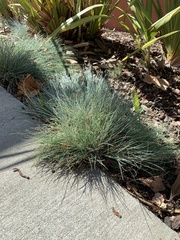 Festuca glauca