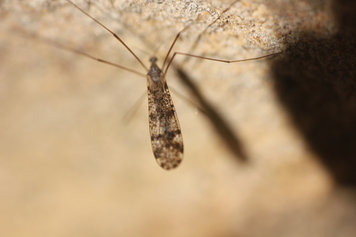 Unknown species found near Contra Costa County, CA, USA