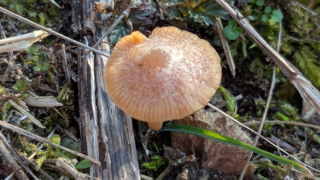 Tubaria furfuracea · March 2026 · photo: © rudolphous (iNaturalist, cc-by)
