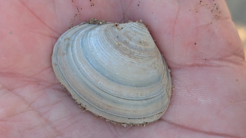Solid Surfclam, Noordwijk, Nederland, photo 6 of 10