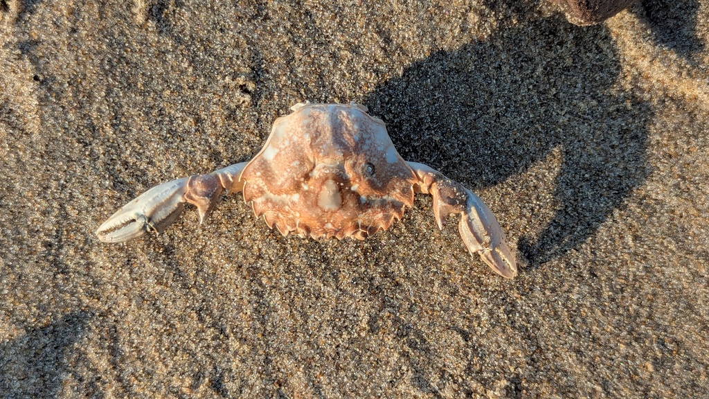 Polybius dioscurus