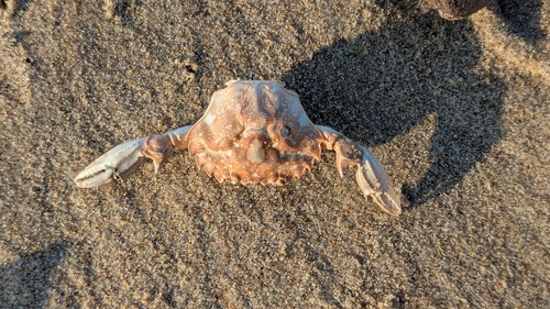 Polybius dioscurus