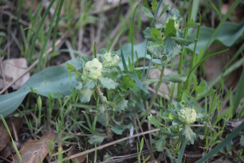 Unknown species found near Contra Costa County, CA, USA