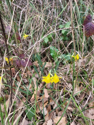 Narcissus minor, photograph 3