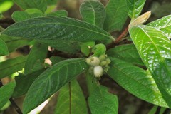 Psychotria loniceroides