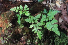Davallia solida pyxidata