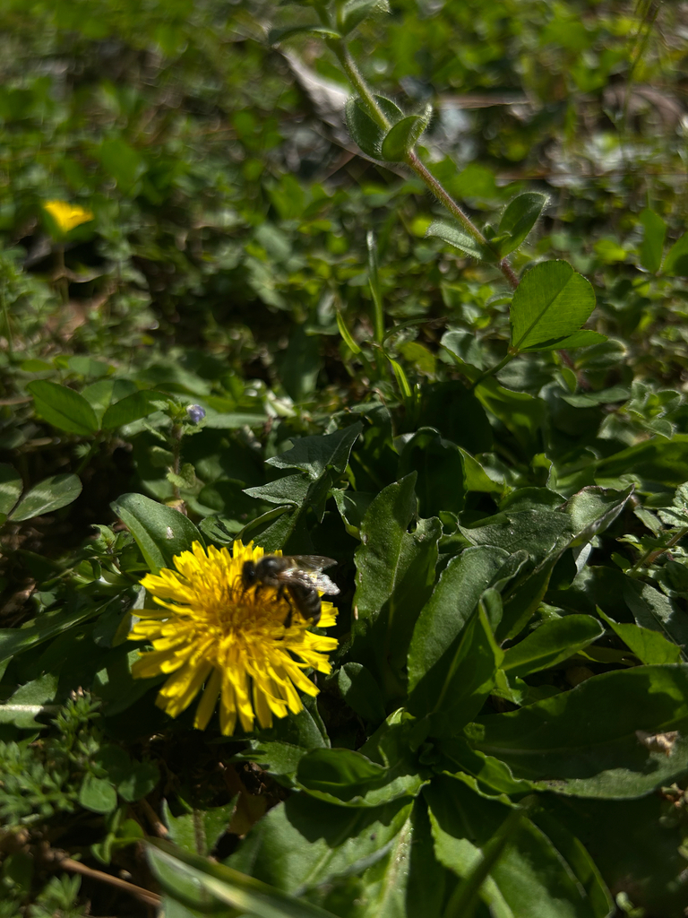 Apine Bees from Ruston on March 4, 2026 at 10:49 AM by zeedan · iNaturalist