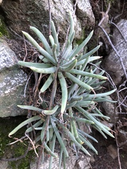 Dudleya densiflora