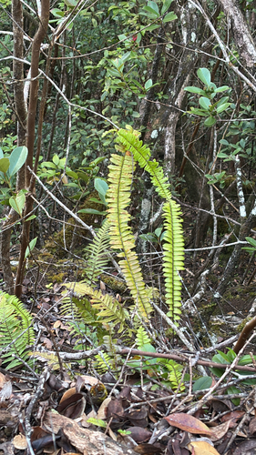 Nephrolepis cordifolia observed 2026-03-04