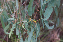 Eucalyptus dives