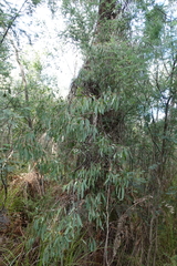 Eucalyptus dives