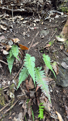 Blechnum appendiculatum observed 2026-03-04