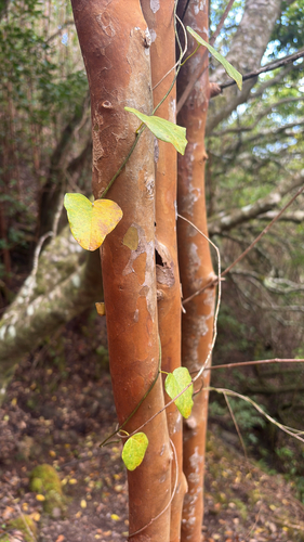 Cocculus orbiculatus observed 2026-03-04