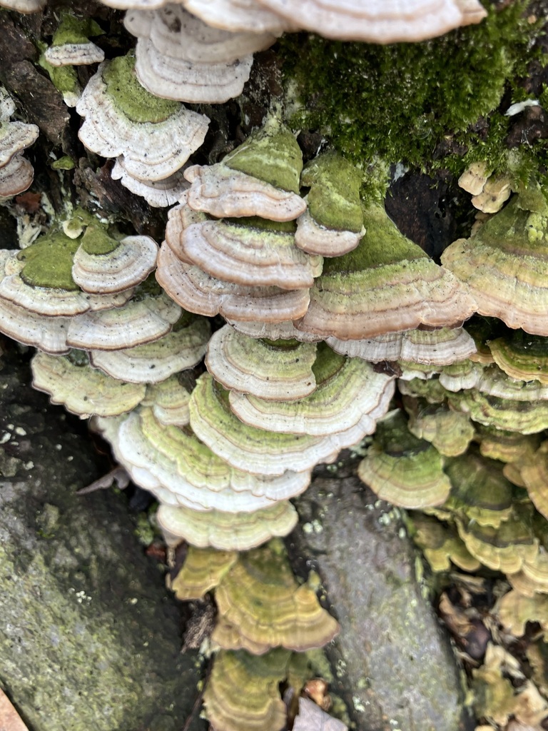 Trichaptum biforme · March 2026 · photo: © preventthetoast (iNaturalist, cc-by)