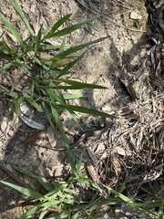 Acritoscincus platynotus