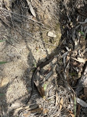 Acritoscincus platynotus