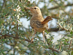 Cercotrichas galactotes hamertoni