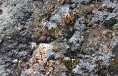 Acarospora glaucocarpa