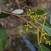 Eucalyptus camphora humeana - Photo (c) Wayne Martin, algunos derechos reservados (CC BY-NC), uploaded by Wayne Martin