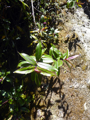 Veronica bishopiana
