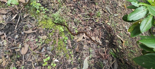 Saphenophis tristriatus