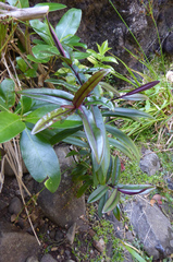 Veronica bishopiana