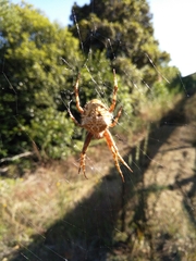Backobourkia brouni