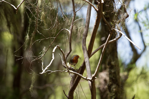 Petirrojo de Gran Canaria (Erithacus marionae)