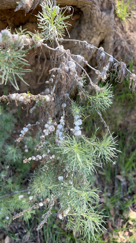 Unknown species found near Del Valle Regional Park, Alameda County, US-CA, US