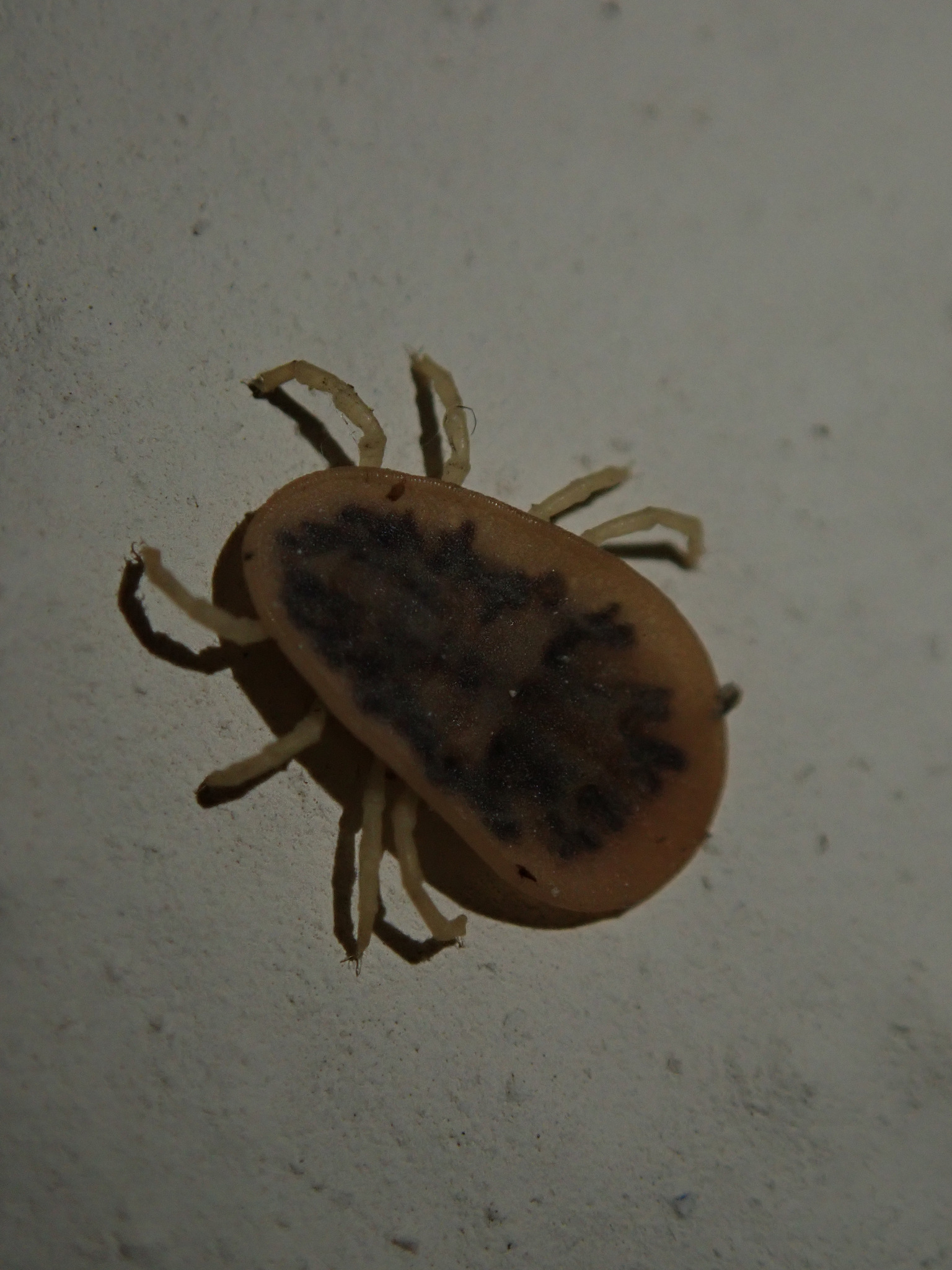 Argas reflexus Fabricius, 1794