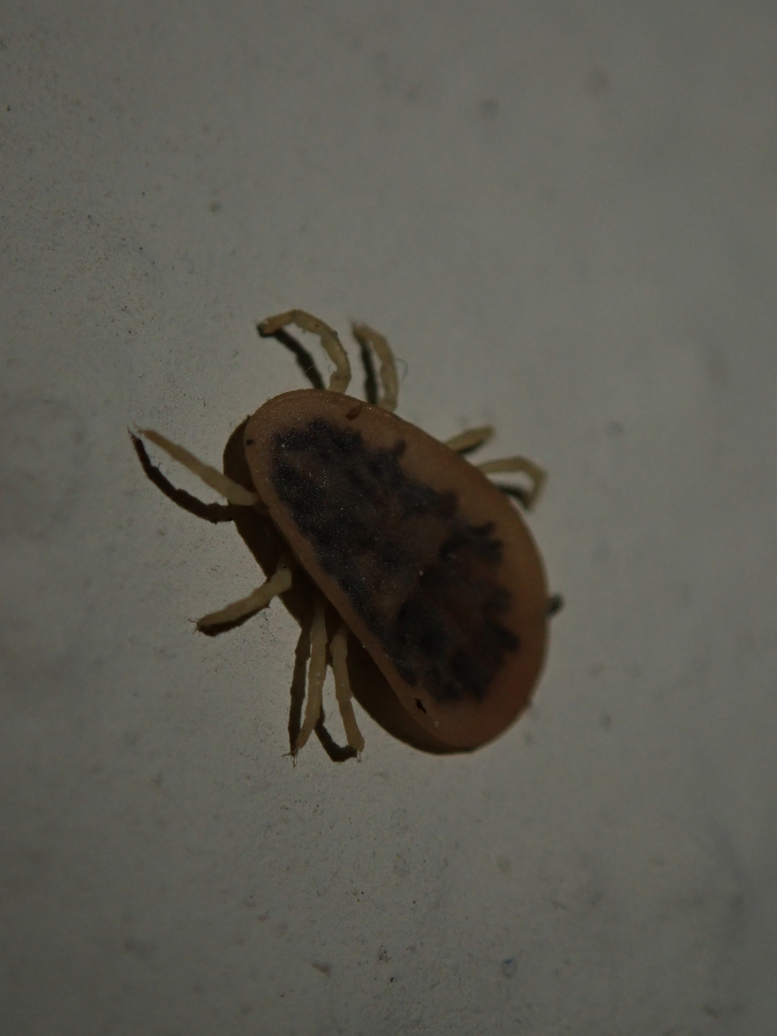 Argas reflexus Fabricius, 1794