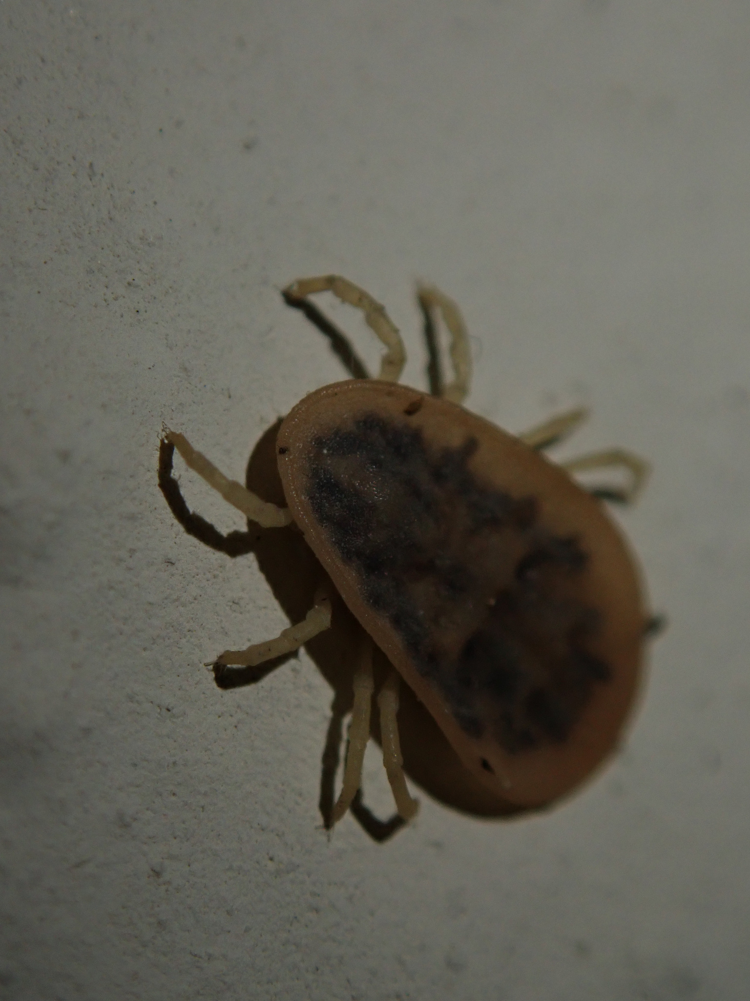Argas reflexus Fabricius, 1794
