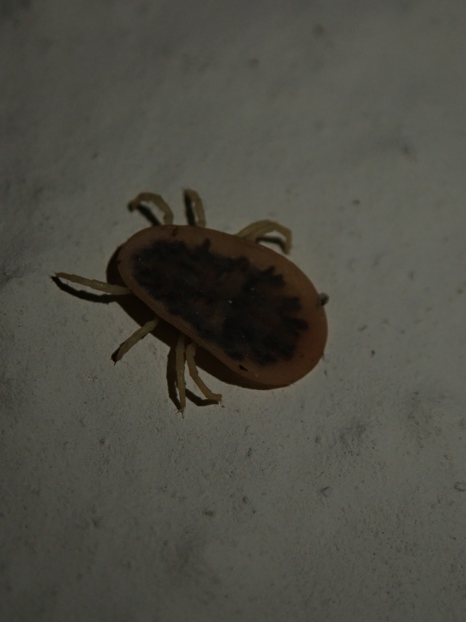 Argas reflexus Fabricius, 1794