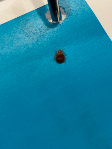 Bed bug