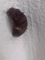 Heraclides anchisiades