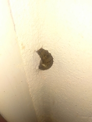 Heraclides anchisiades