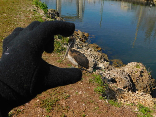 Brown Pelican photographed in Florida