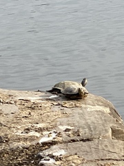 Trachemys scripta