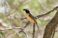 Saltator orenocensis
