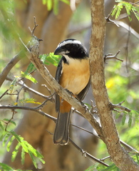 Saltator orenocensis