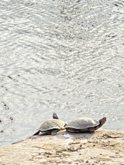 Trachemys scripta
