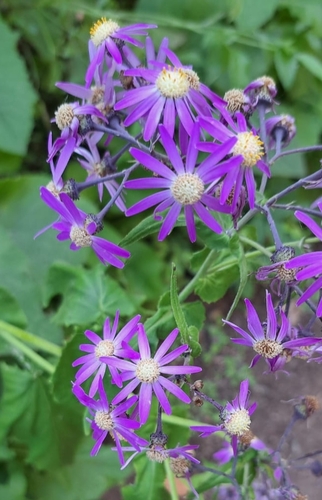 Pericallis echinata, photograph 4