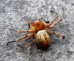 Curicaberis culiacan